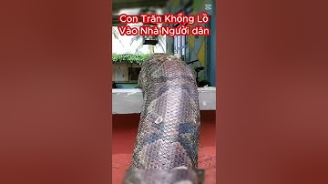 Con Trăn To Lớn Cực Khủng Bò Vào Nhà Người Dân #shorts #shortvideo #animals #contran