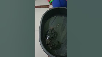 Cá dĩa (thứ 6) và Cá ông tiên chết làm mồi cho 2 Rùa common to