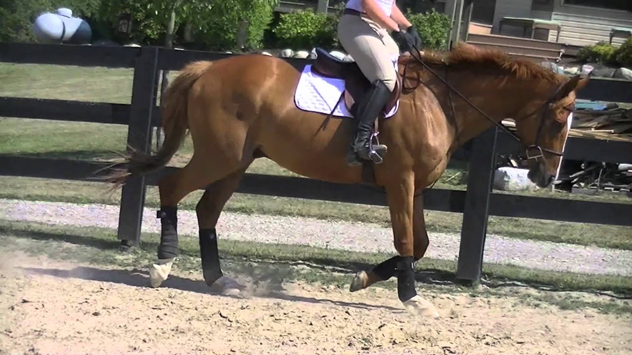 Remember When Jumper Horse For Sale YouTube