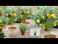 Roberta's Quick Fruiting Meyer Lemon Patio Tree on QVC