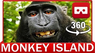 360 Vr Video - Funny Monkey Island In Lake - Virtual Reality 3D