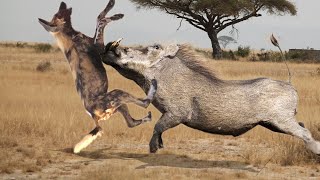 Hopeless Warthog attacks Wild Dog very hard to escape, Wild Animals Attack