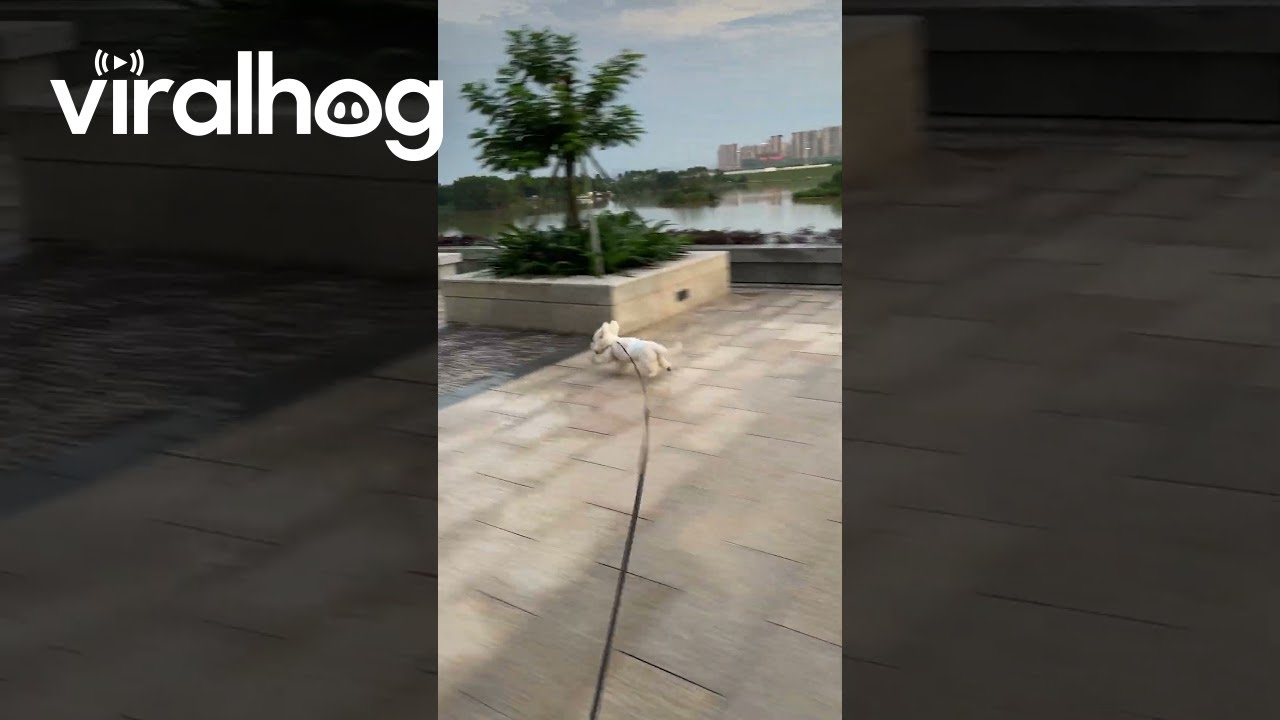 A Bichon Frise's Joyful Run || ViralHog