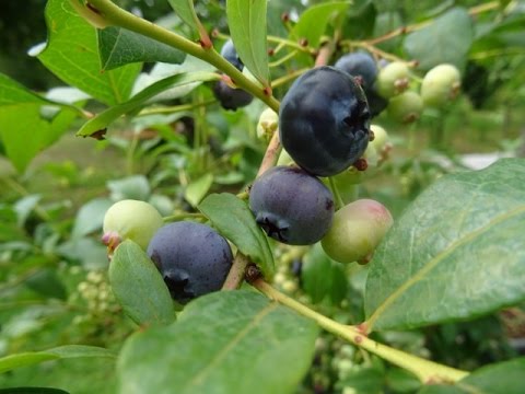 Video: Zone 9 Blaubeeren: Auswahl von Blaubeerpflanzen für heißes Wetter