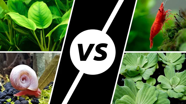 Planted Tank Wars - Which is Better? (ft. Irene an...