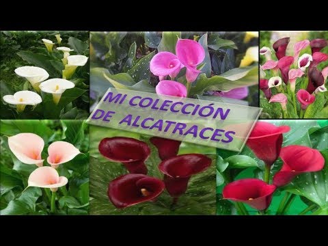 Video: Alcatraces De Semillas (23 Fotos): ¿cómo Conseguir Semillas En Casa? ¿Qué Aspecto Tienen Y Cómo Plantar? Cultivo Y Propagación De Plantas