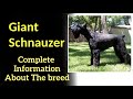 Giant Schnauzer. Pros and Cons, Price, How to choose, Facts, Care, History