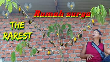 Sungguh Melimpah Mikat Di Samping Rumah Dapet Puluhan Burung Sogon