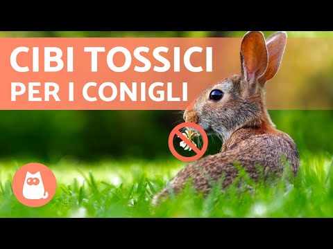 Video: I conigli possono mangiare le mele?