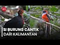 Si Burung Cantik Endemik Pulau Kalimantan