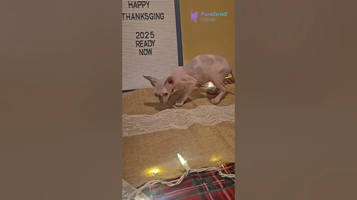 Watch the video about Meet Spot