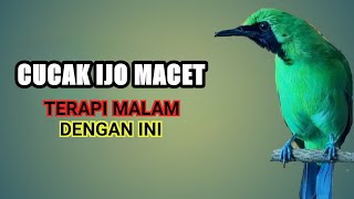 Terapi Ampuh Cucak Ijo Bahan Di Malam Hari Dengan ini
