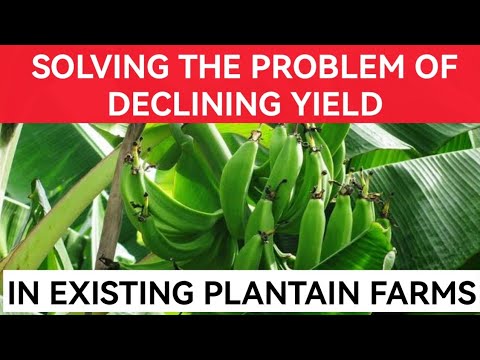 How To Solve The Problem Of Declining Yield in Existing Plantain Farms