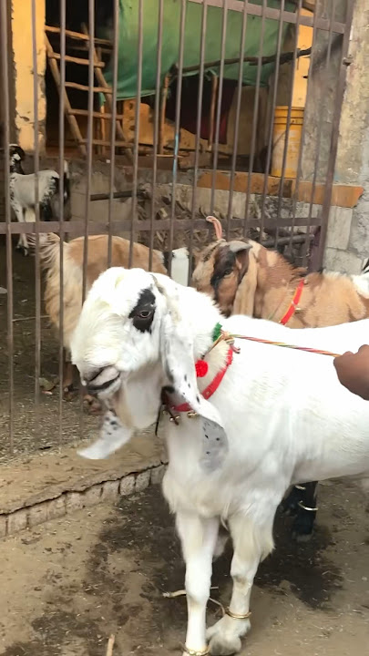 Gazipur bakra mandi ♥️ | #saimakiduniya #love #trending #bakramand #bakra
