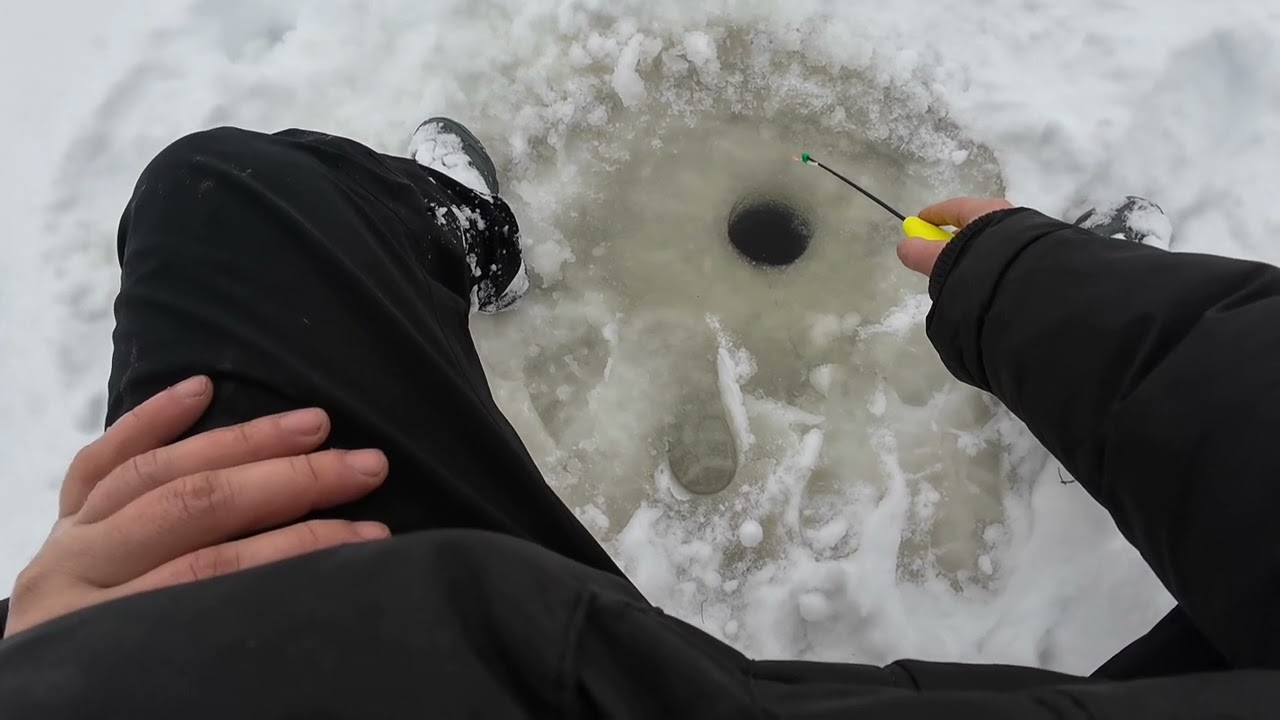 Vai asaris kož? Februāra cope latgalē!