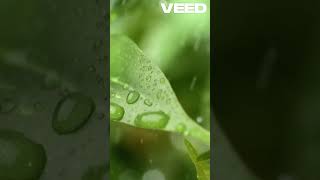 Curcubeul Magia Științei După Ploaie