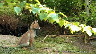 'Freigang' vor dem 'Bau'. Im Kindergarten der FuchsRabauken. 3 noch unbeschwerte JungfuchsLeben