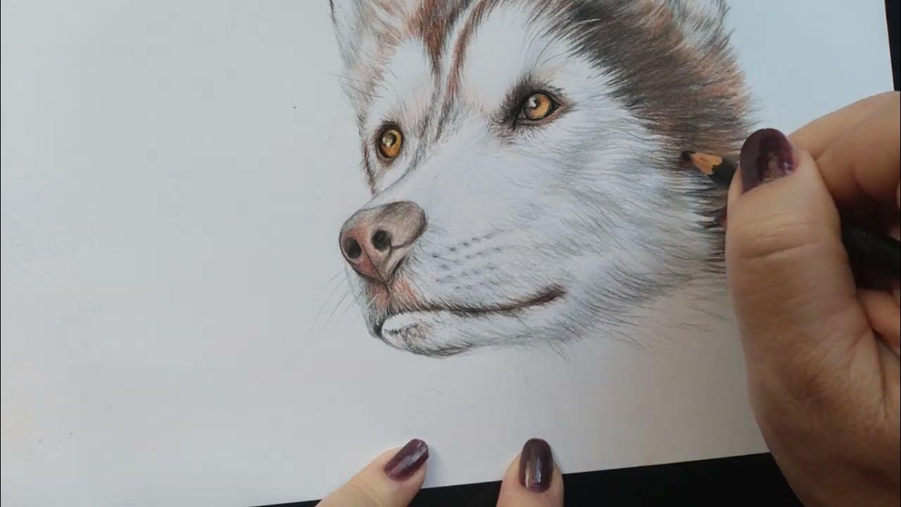 Desenho Realista de Husky Siberiano em Carvão Vegetal