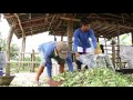 Corn Silage Making in Lupao, Nueva Ecija, Philippines