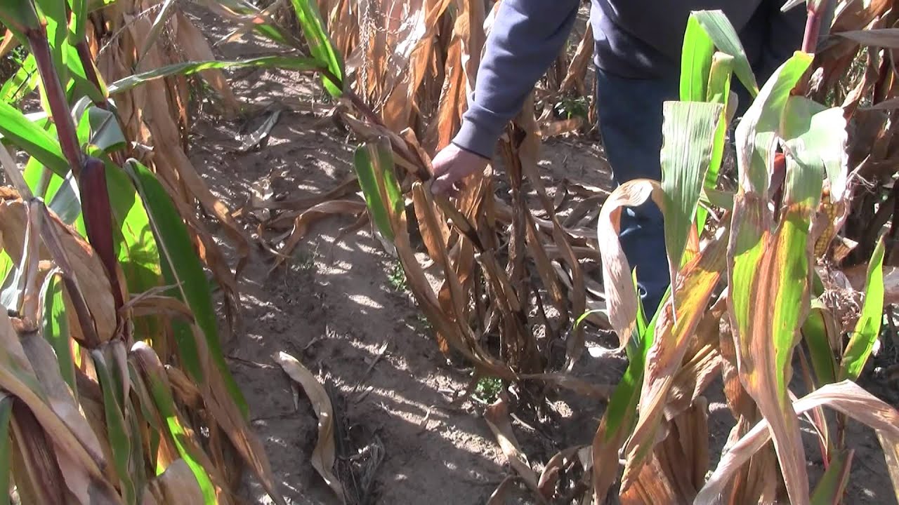2012 Corn Plot Soule Farms Croswell, Michigan YouTube