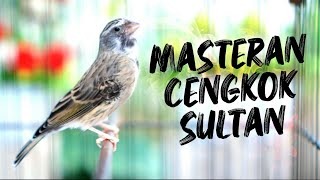 BLACKTHROAT GACOR SUARA JERNIH UNTUK MASTERAN KENARI di PAGI HARI