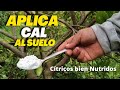 Cítricos bien nutridos y Saludables 🌿 | Aplicar cal al suelo te puede ayudar a lograrlo.