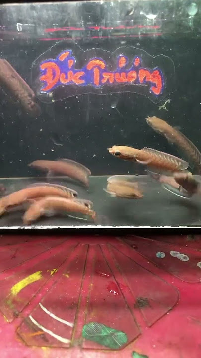 Cá lóc bleheri giá siêu rẻ anh em ơi #calockieng #channa #channamaru #fish #xuhuong #fish #shorts