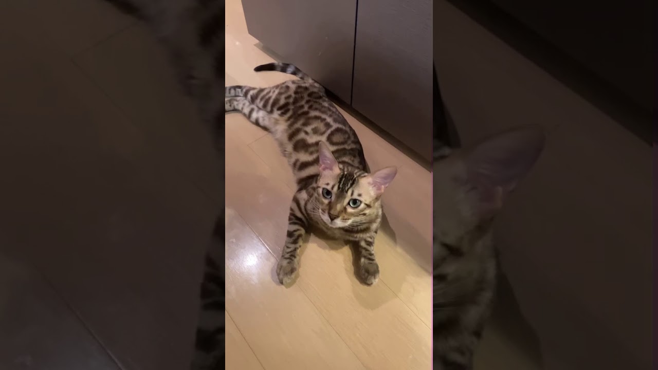 猫の鳴き声 発情期 ベンガル 生後11ヶ月的youtube视频效果分析报告 Noxinfluencer