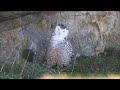 BUHO NIVAL bubo scandiacus SNOWY OWL