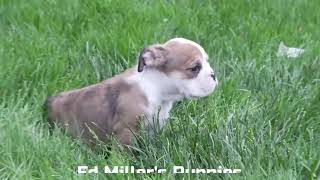 Ed Miller's Beabull Puppies by Mt Hope Puppies 179 views 8 days ago 1 minute, 29 seconds