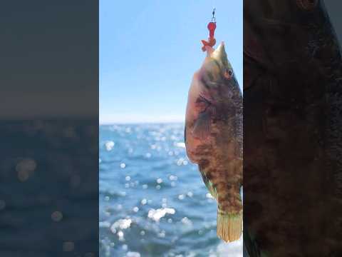 Vidéo: Lapina, rulena, napoléon, verdier Poissons de la famille des perches : description, photo, valeur industrielle