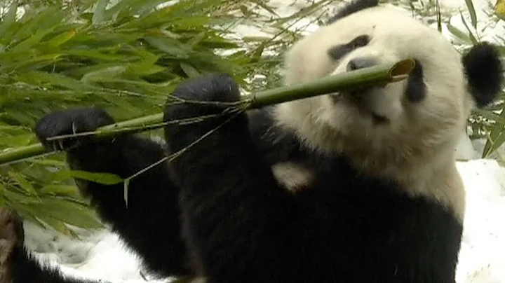 Giant pandas enjoy snow in SW China - DayDayNews