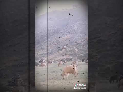 Tercan erzincan konarli
