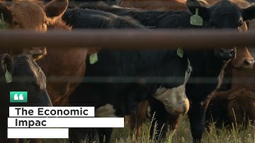 Reimagining Live Stock Logistics | QWERTY EXPERTS