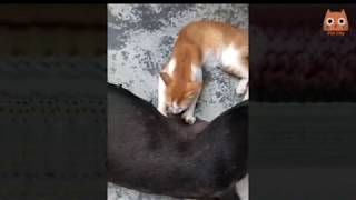 Trate de no reírse - Videos divertidos de gatos y perro