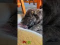 かわいい子犬の日常 #koreaPuppies #japanDogs