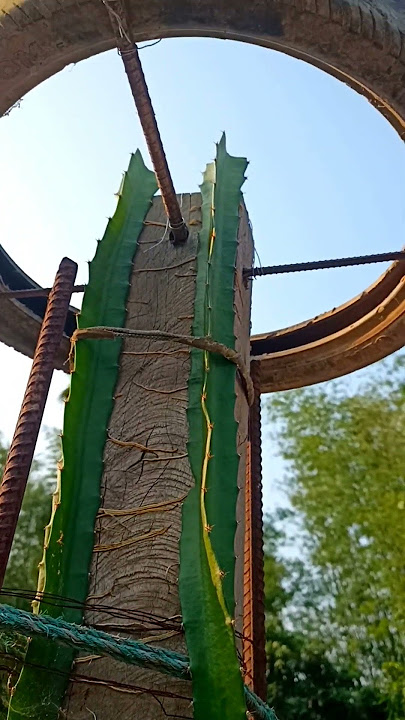 Dragon fruit | Dragon Plant on terrace #youtubeshorts  #shorts