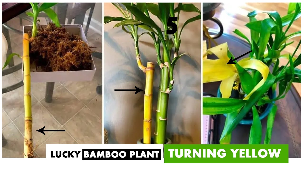 5 Reasons Why Your Lucky Bamboo Plant Leaves TURNING YELLOW Money 5 Reasons Why Your Lucky Bamboo Plant Leaves TURNING YELLOW Money