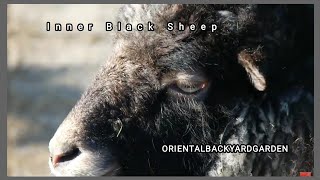 Your Inner Black Sheep... / Sheep / Animals / Proverbs