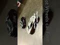 Ford Mustang and Ferrari, please like and subscribe