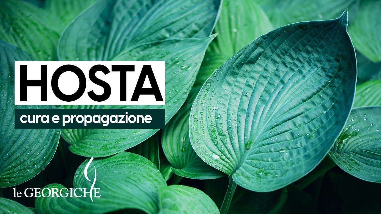 Borsa Da Coltivazione Per Piante Da Giardino All'a... - Grandado - Foto 11