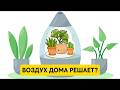 Растения дома — это реально полезно или красивый самообман?