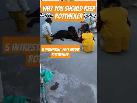 Five fact about Rottweiler | Fact | Factshorts | shorts | Rottweiler | dog #shorts #ytshorts #short