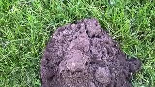 Mole Hill being created