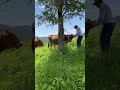 #culichi#rancho#ganado