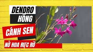 Lan dendro hồng cánh sen nở hoa rực rỡ dưới nắng tháng 12 - 2023