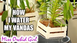 How I Water My Vanda Orchids In Baskets - Vanda Setup Explained