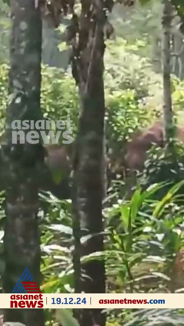 ചിന്നക്കനാലില്‍ കാട്ടാനക്കൂട്ടം ഇറങ്ങി; ഏക്കറ് കണക്കിന് സ്ഥലത്തെ ഏലക്കൃഷി നശിപ്പിച്ചു