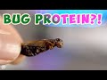 Trying Out BUG PROTEIN?! Test Dummies