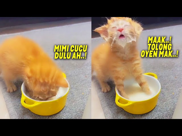 Gemes Banget.! Bayi Kucing Oren Minum Susu Sampe Blepotan Mukanya class=